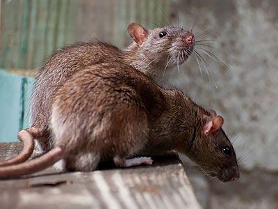 Жители домов на Матвеевской ул. страдают от нашествия крыс