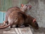 Жители домов на Матвеевской ул. страдают от нашествия крыс