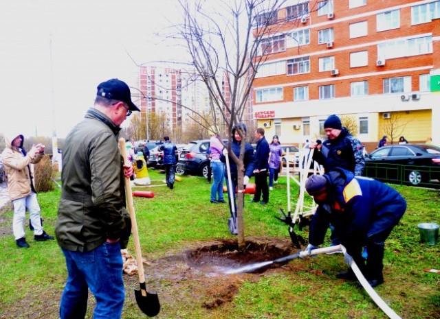 Жители Очаково-Матвеевского посадили деревья